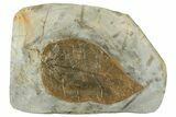 Fossil Leaf (Cissites) - Uncommon Species #268179-1
